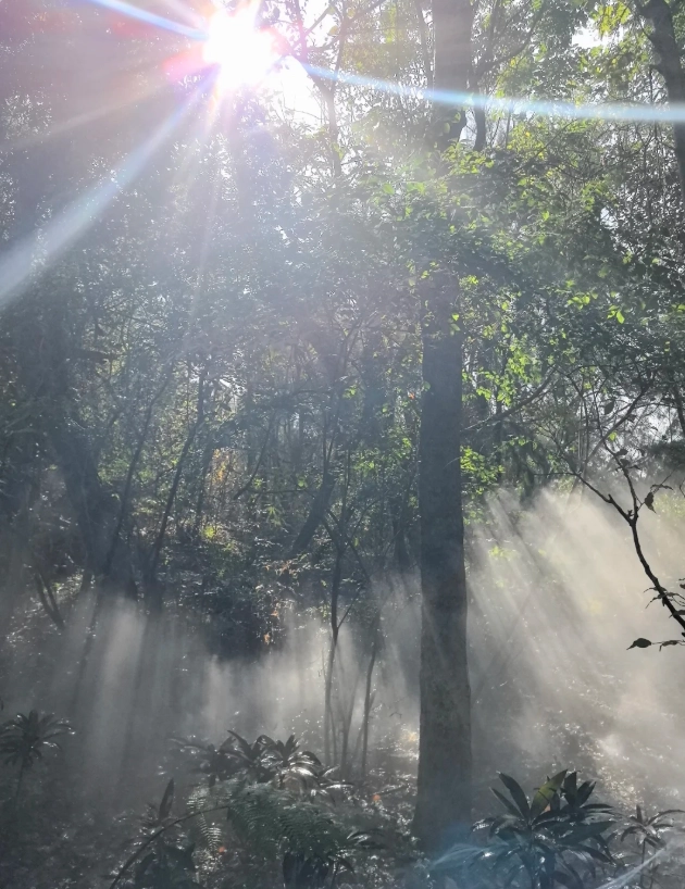 Gulangyu fog forest Gulangyu fog forest