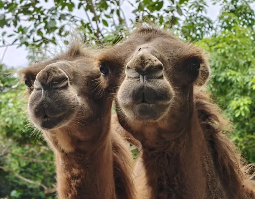Hainan zoo worth visiting Hainan zoo worth visiting