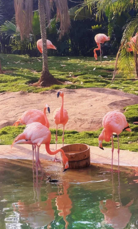 Hainan Tropical Wildlife Park Safari Bus: Skip Hours of Walking