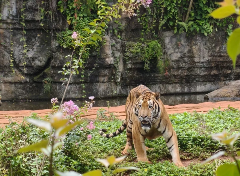 Hainan wildlife park tips Hainan wildlife park tips