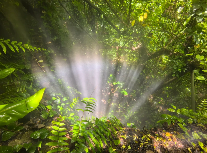 Xiamen rain forest mist schedule Xiamen rain forest mist schedule