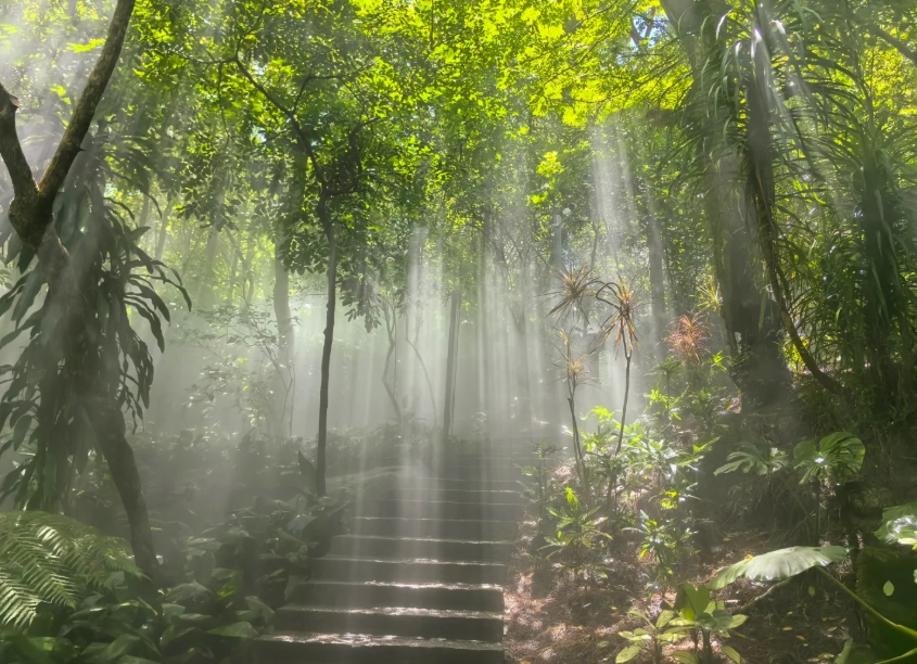 Xiamen Botanical Garden mist time Xiamen Botanical Garden mist time