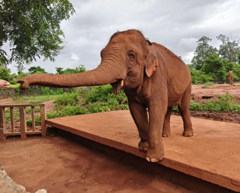 Hainan Tropical Wildlife Park: Honest Review for Foreign Visitors