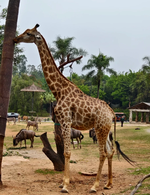 Hainan zoo bus route Hainan zoo bus route