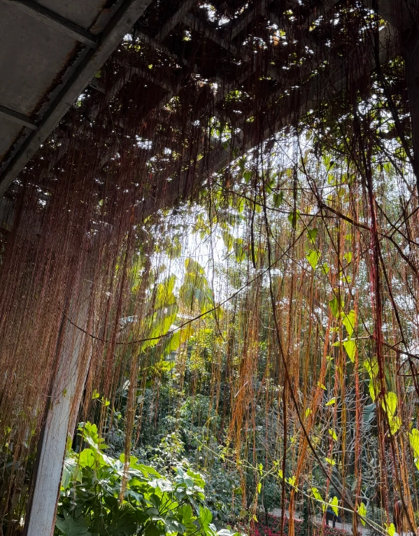 best photo locations Xiamen Botanical Garden best photo locations Xiamen Botanical Garden