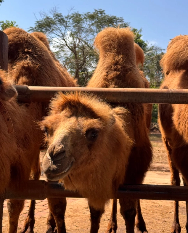 Hainan wildlife park transportation Hainan wildlife park transportation