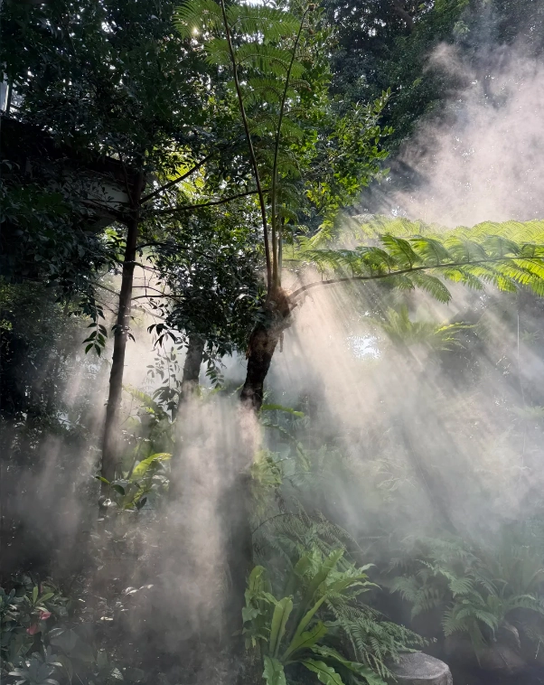 Xiamen Botanical Garden photography spots: 5 secret photo locations locals love