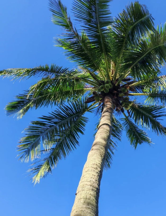 Zhuhai itinerary for foreigners Zhuhai itinerary for foreigners