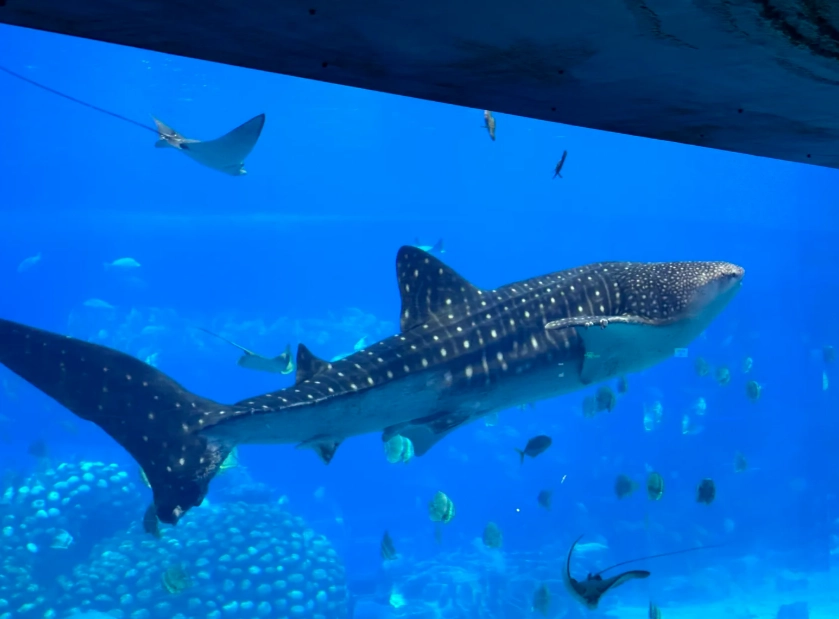 Chimelong Ocean Kingdom: 7 Insider Tips to Beat Crowds and Save Money