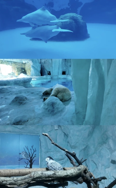 Chimelong Ocean Kingdom shows Chimelong Ocean Kingdom shows