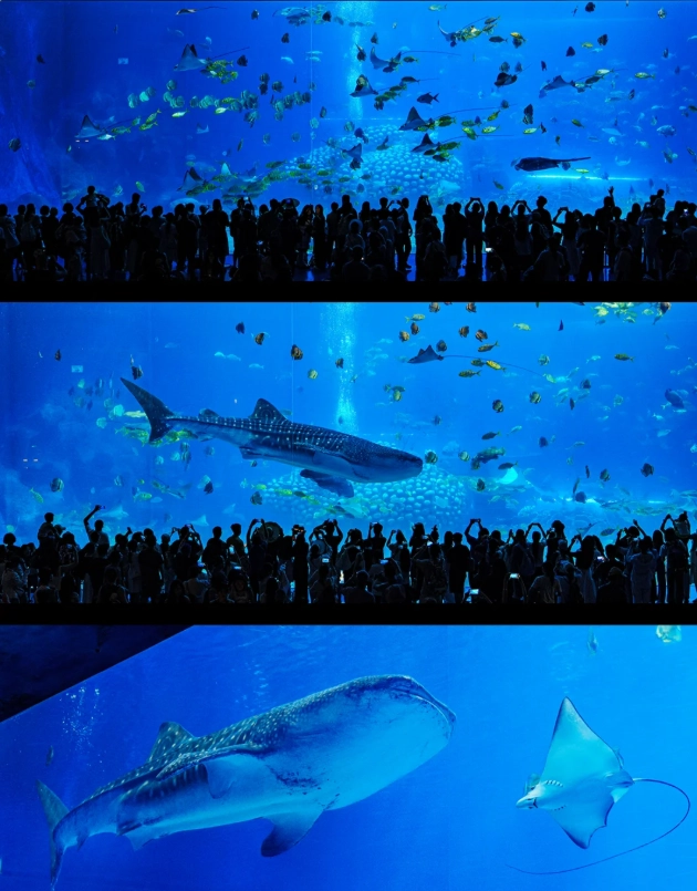 Chimelong Ocean Kingdom transportation Chimelong Ocean Kingdom transportation
