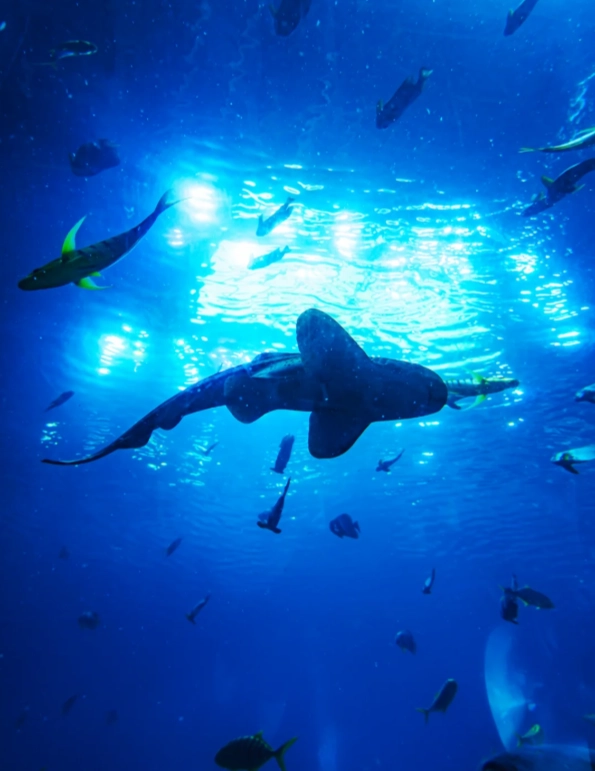 best time to visit Chimelong Ocean Kingdom best time to visit Chimelong Ocean Kingdom