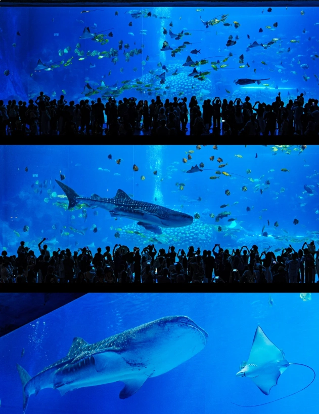 Chimelong Ocean Kingdom Fast Pass: Skip the Queues Like a Pro