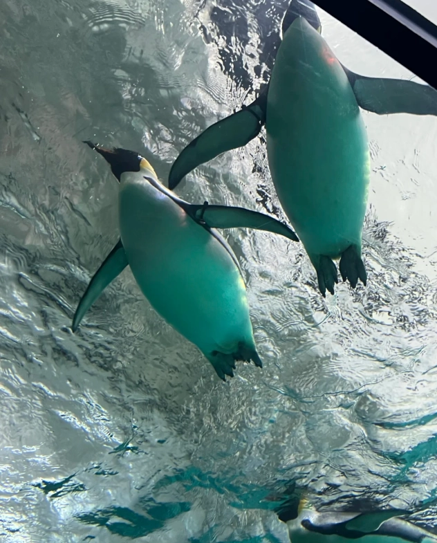 Photo of Chimelong Ocean Kingdom: where to take photos in Chimelong Ocean Kingdom