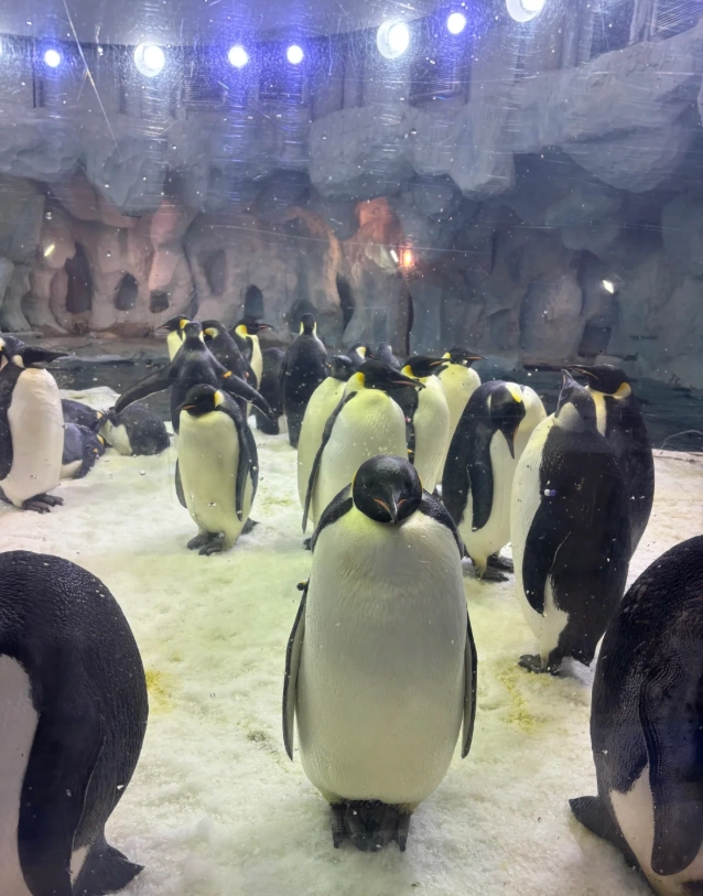 zhuhai ocean park worth it zhuhai ocean park worth it