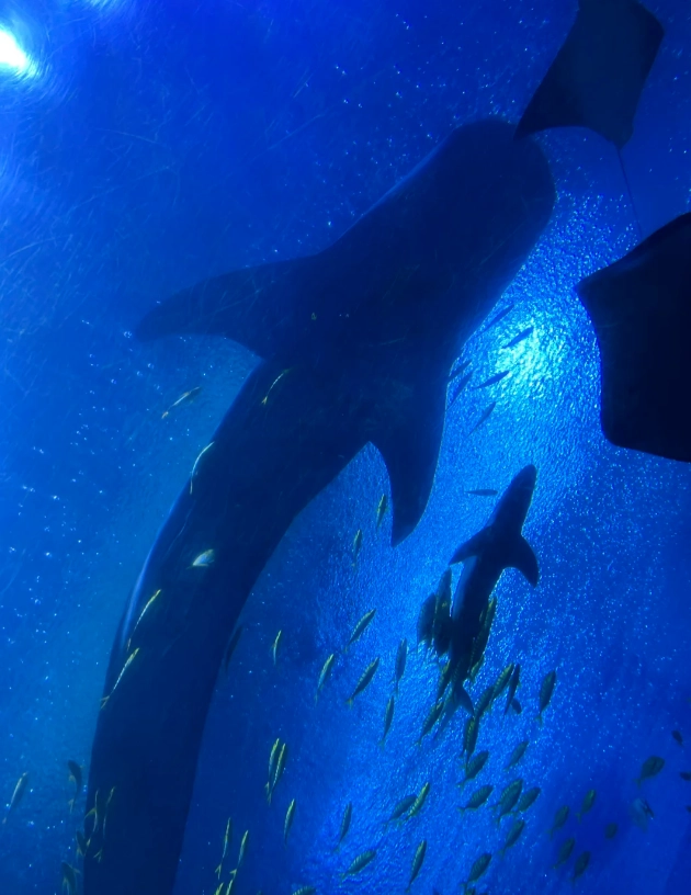 Chimelong Ocean Kingdom weather guide