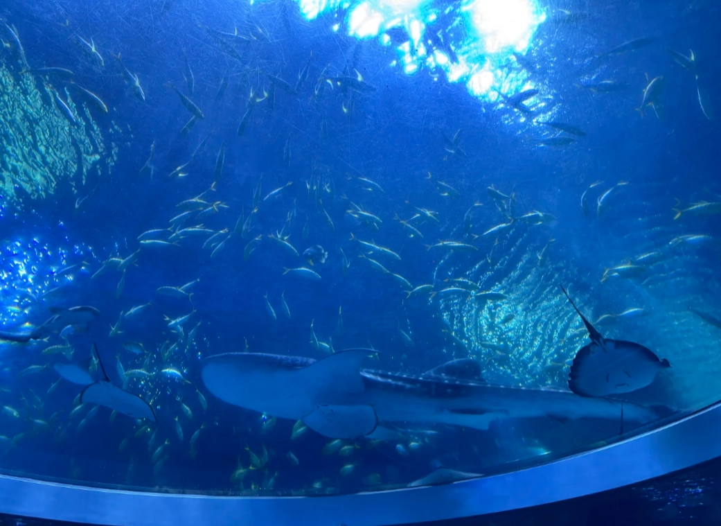 best time to visit chimelong ocean kingdom best time to visit chimelong ocean kingdom