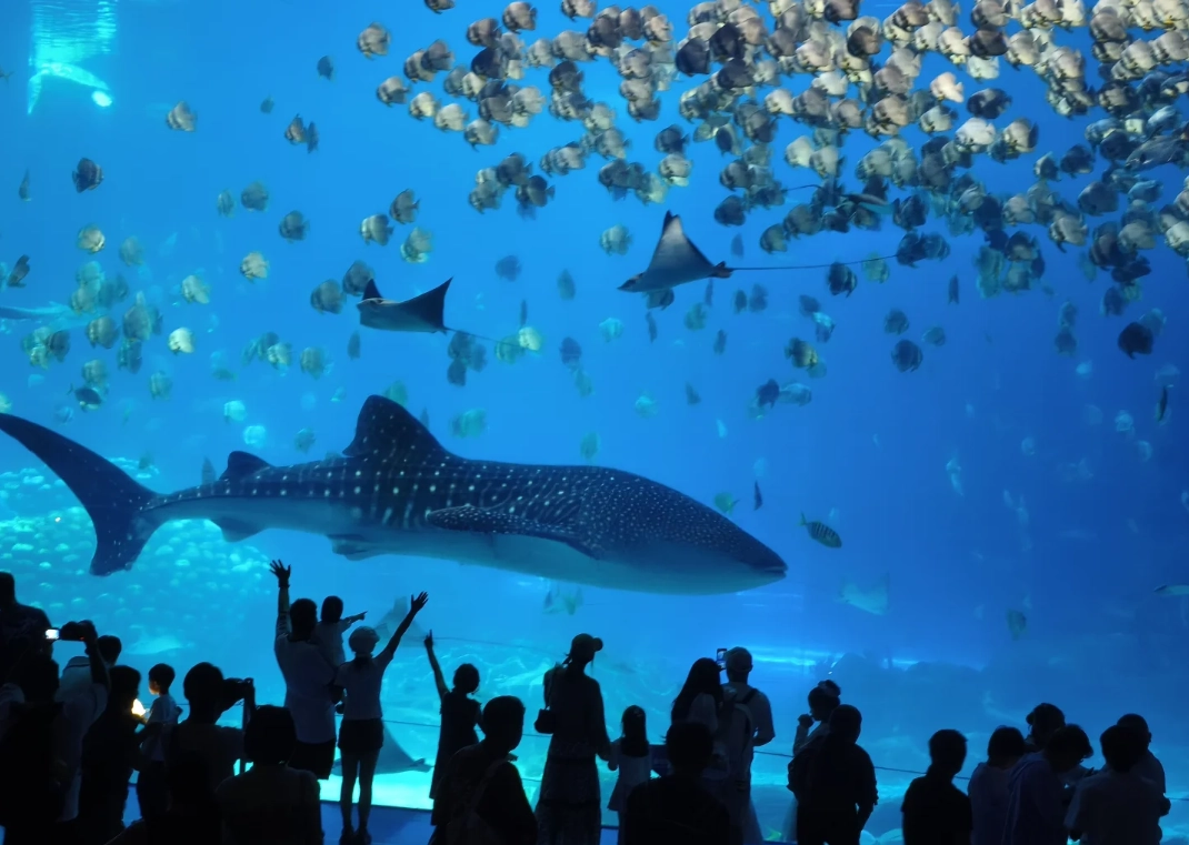 Chimelong Ocean Kingdom Guided Tour: Skip Lines & Save