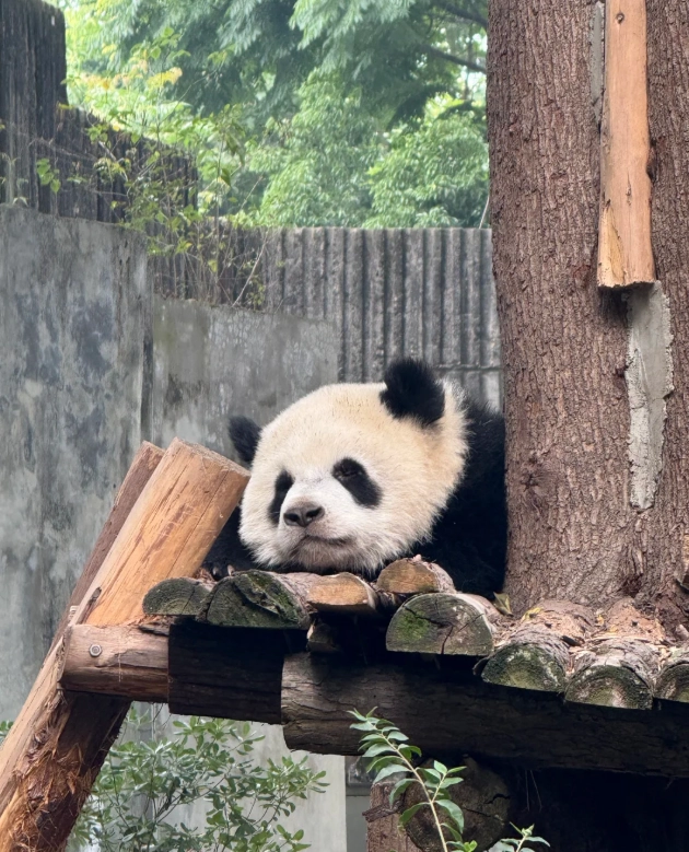 Chengdu panda base tips Chengdu panda base tips