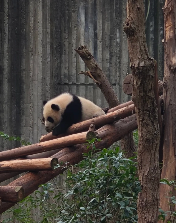 China panda volunteer China panda volunteer