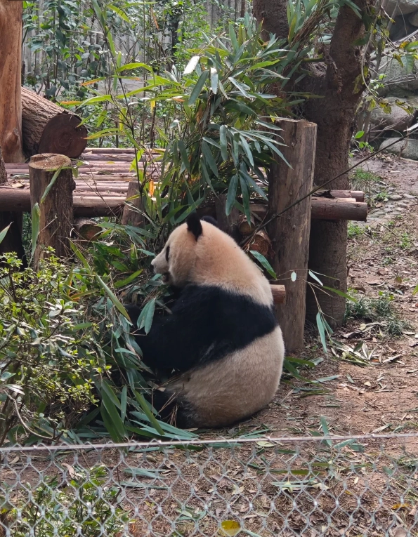 panda keeper experience panda keeper experience