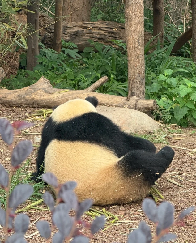 Chengdu panda base guide Chengdu panda base guide