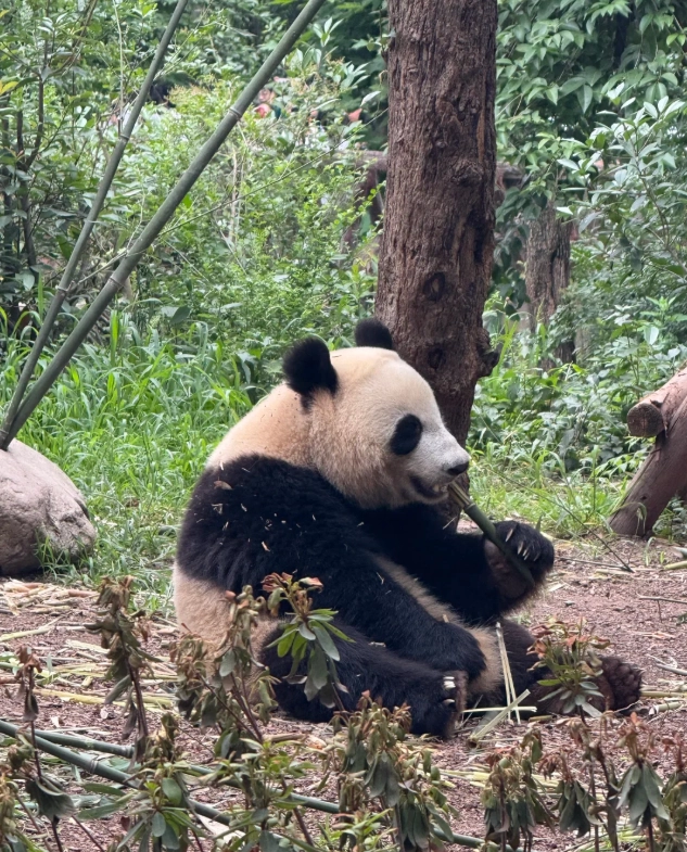 how to get to Chengdu panda base how to get to Chengdu panda base