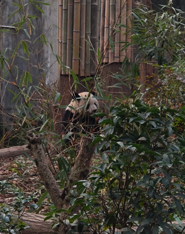 Chengdu panda base booking Chengdu panda base booking