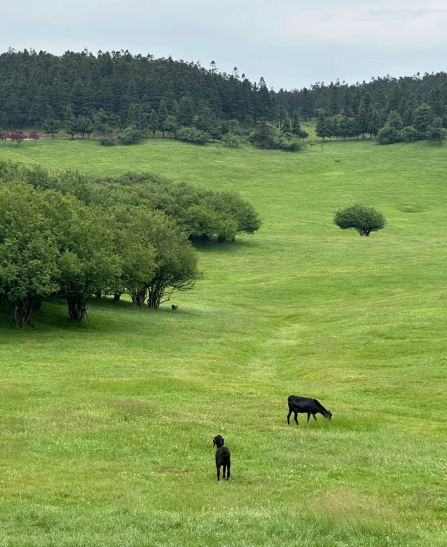 Fairy Mountain Grassland Fairy Mountain Grassland
