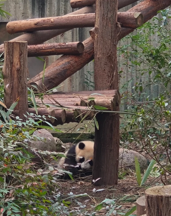 panda conservation volunteer panda conservation volunteer