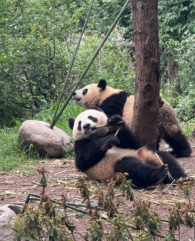best time to visit Chengdu panda base best time to visit Chengdu panda base