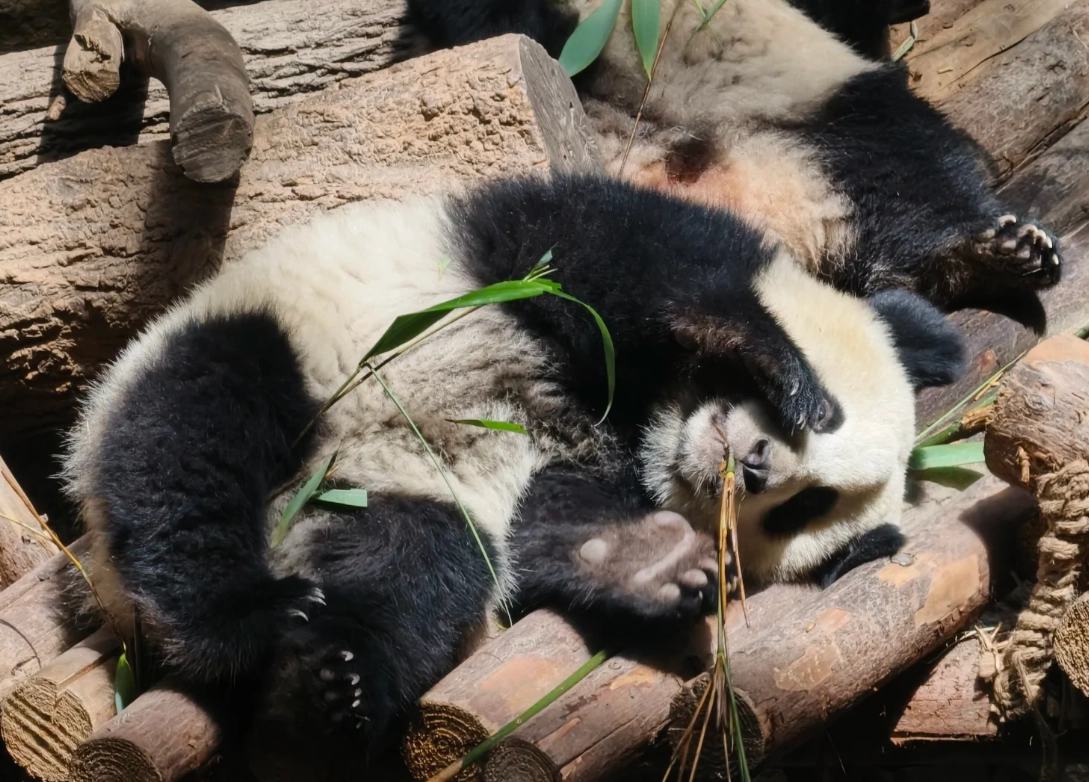 best time to visit Chengdu panda base best time to visit Chengdu panda base