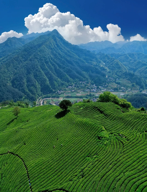 Chinese green tea tour