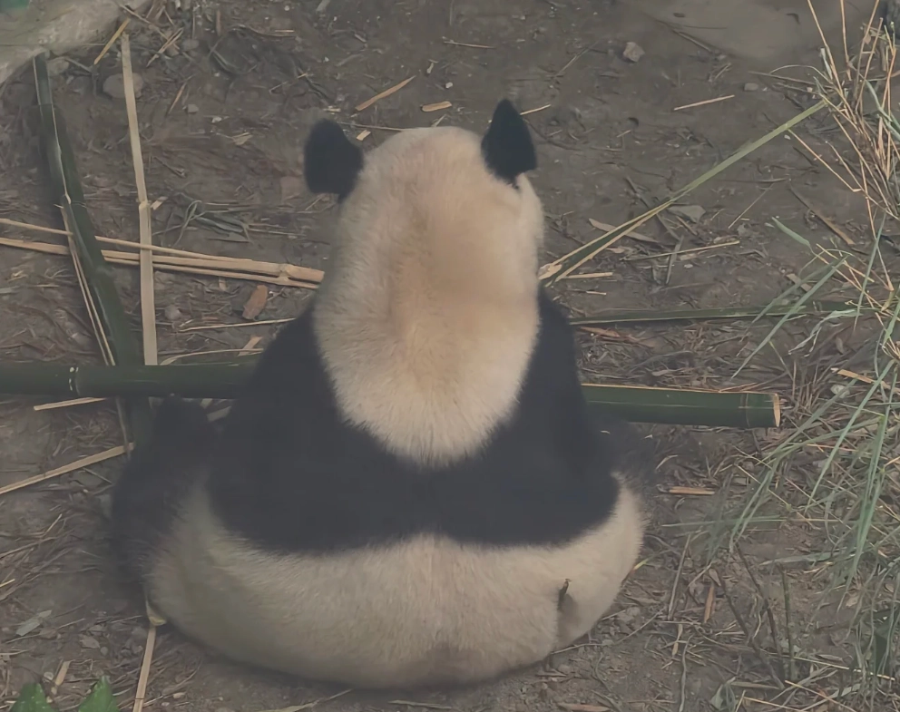 Chengdu panda base guide Chengdu panda base guide