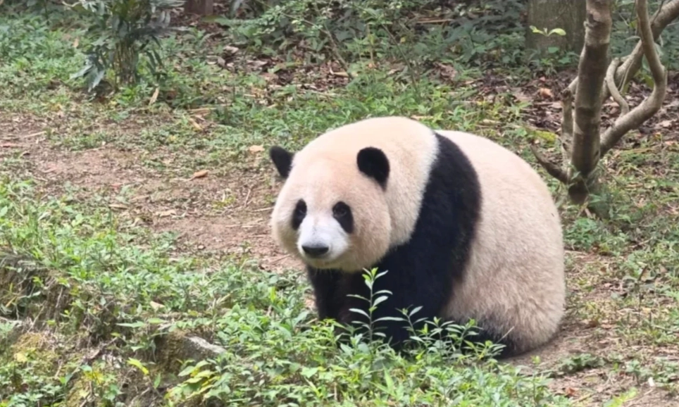 Chengdu panda base: Insider tips to skip lines and see cubs