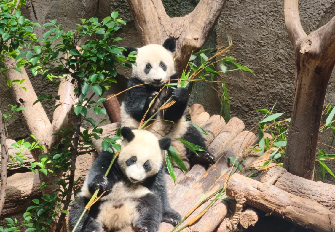 Chengdu panda base tips Chengdu panda base tips