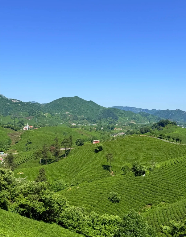 Hangzhou tea picking experience