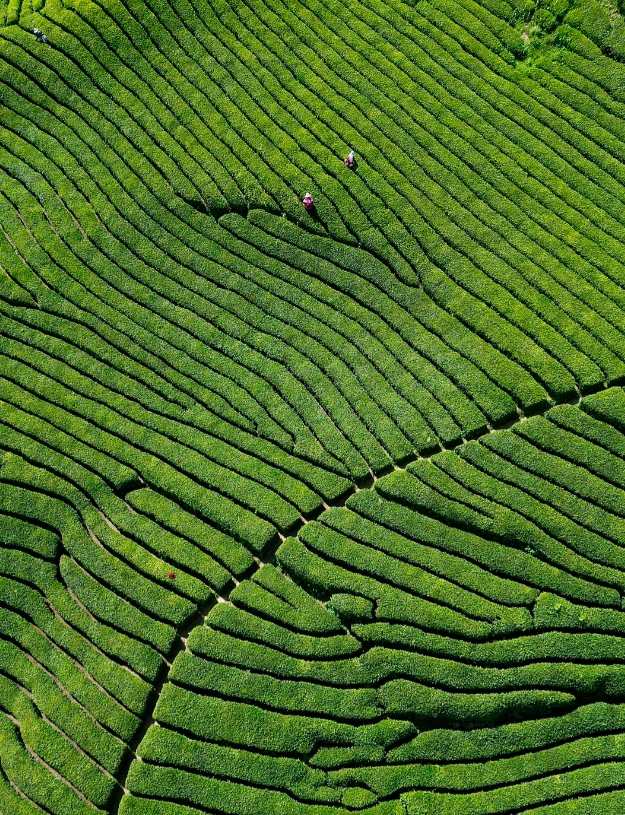 Longjing tea village tour