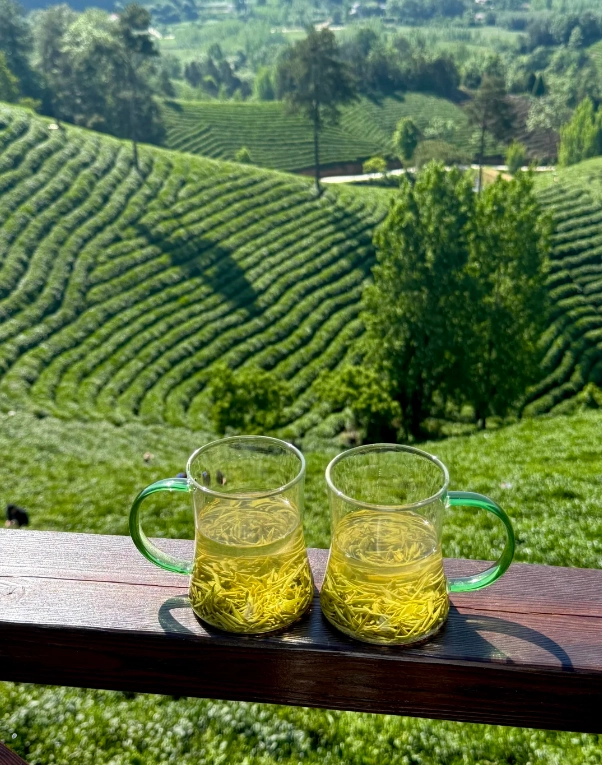 China Tea Plantation Tour: 7 Best Stops for Leaf-to-Cup Experience