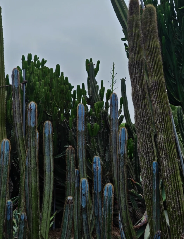 Xiamen Botanical Garden guided tour Xiamen Botanical Garden guided tour