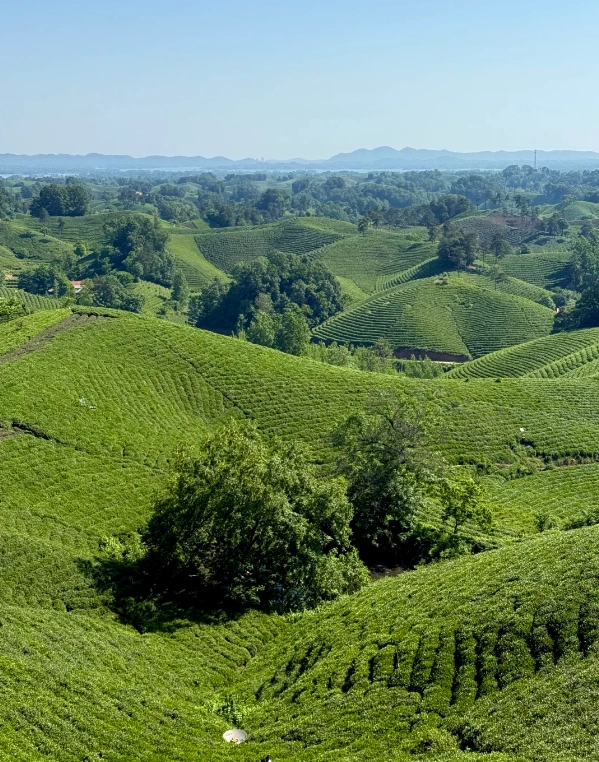 tea plantation China itinerary