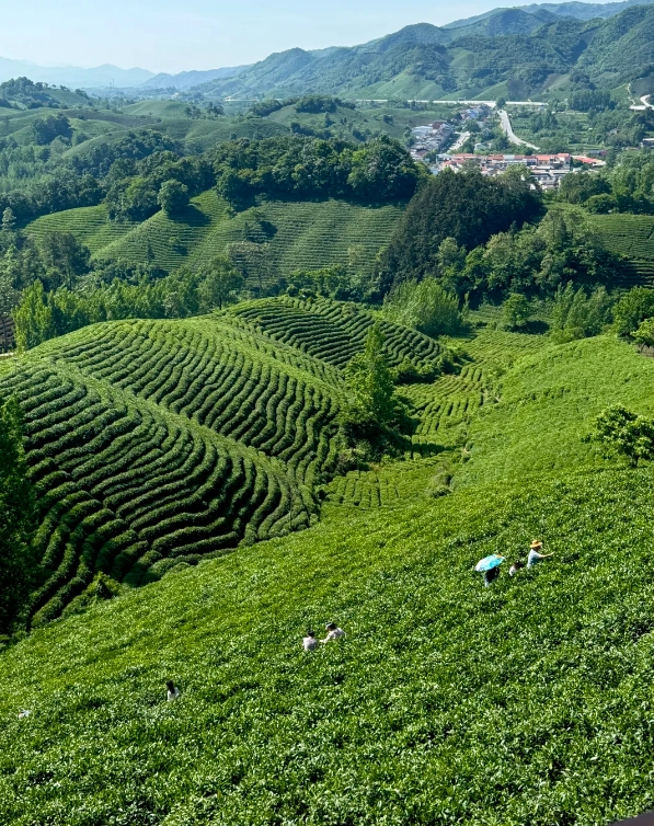 best tea plantations in China
