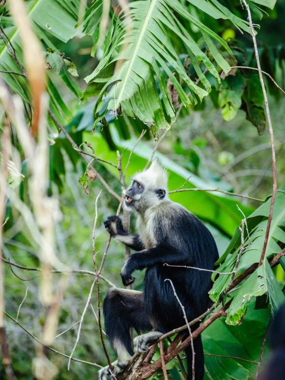 white-headed langur national nature reserve white-headed langur national nature reserve