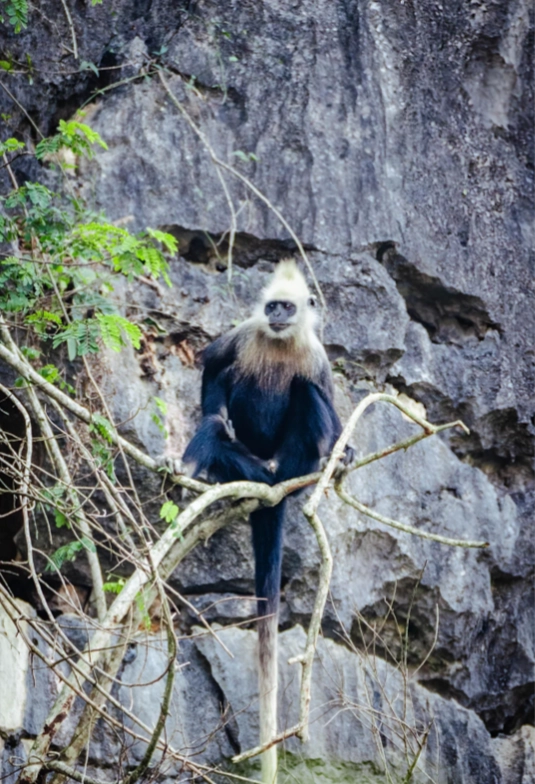 white-headed langur reserve tickets white-headed langur reserve tickets