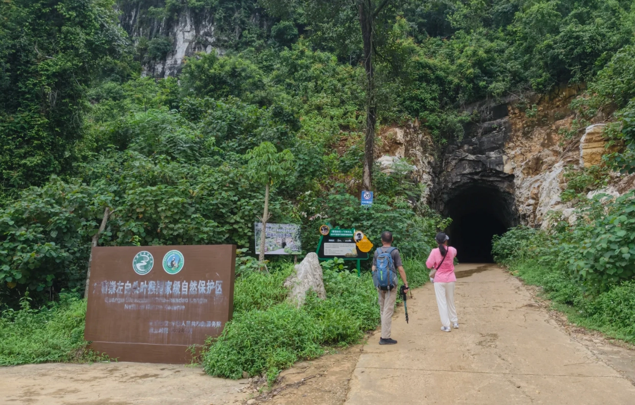 Travel photos of Chongzuo: how to get to white-headed langur national nature reserve