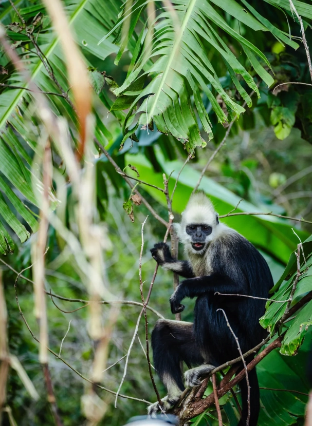 Photo of White-headed Langur National Nature Reserve: best time to visit white-headed langur reserve