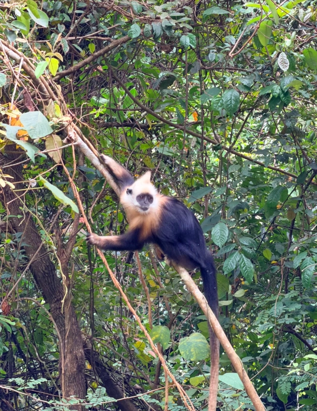 Photo of White-headed Langur National Nature Reserve: White-headed langur conservation sighting