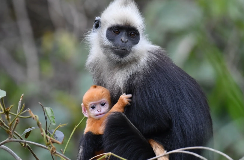 Photo of White-headed Langur National Nature Reserve: chongzuo white-headed langur tour