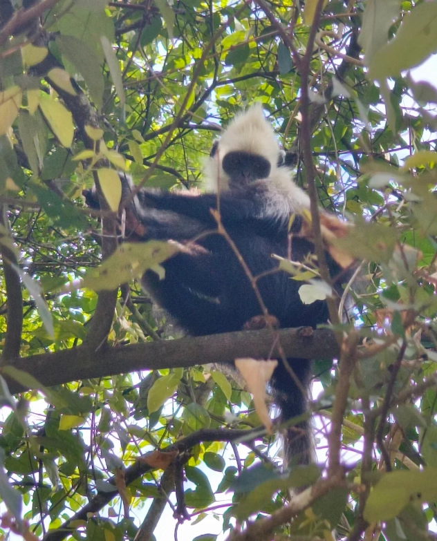 Photo of White-headed Langur National Nature Reserve: Guangxi primate reserve
