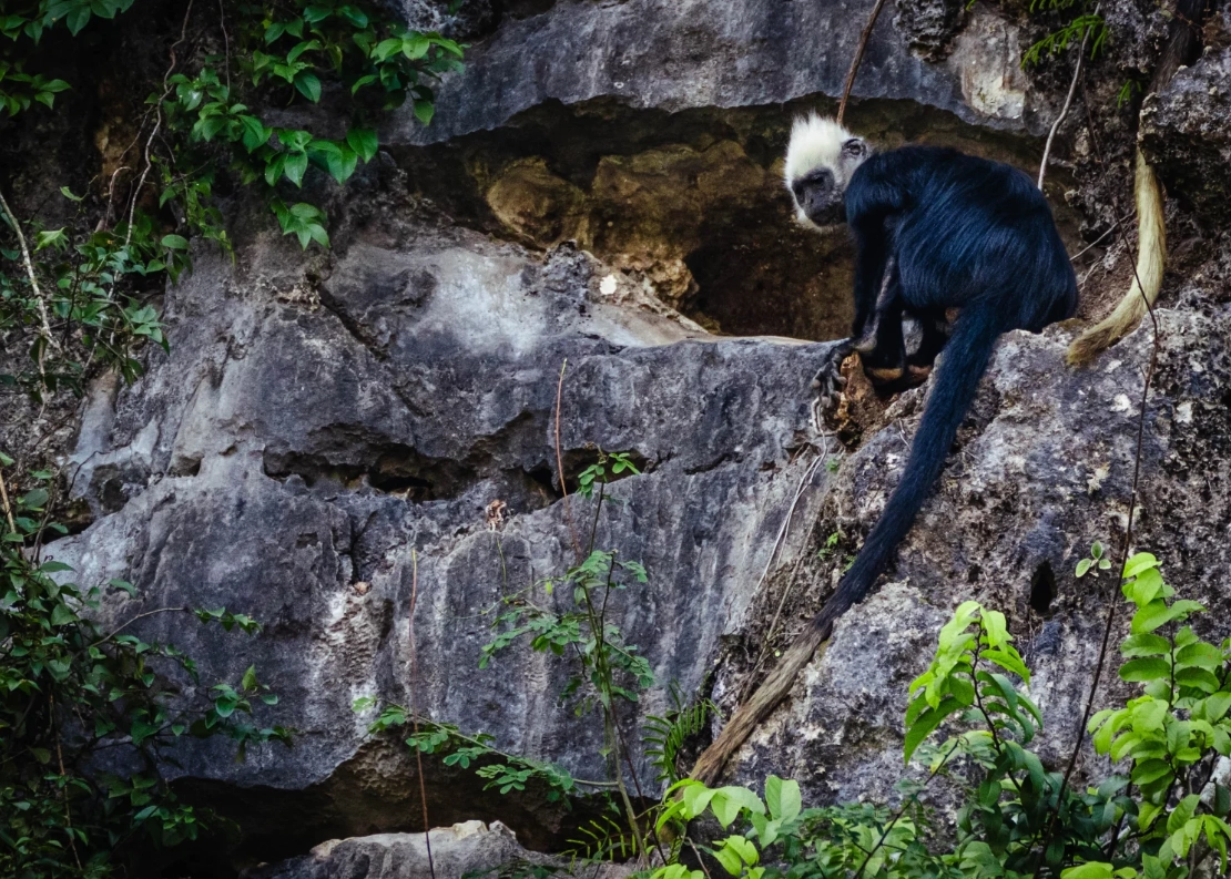 white-headed langur wildlife tour white-headed langur wildlife tour